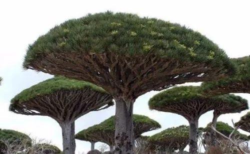 几种具有特异功能的植物, 都见过的都称奇!