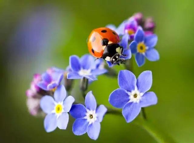 养花不能杀掉的昆虫, 养好它们植物就没害虫了