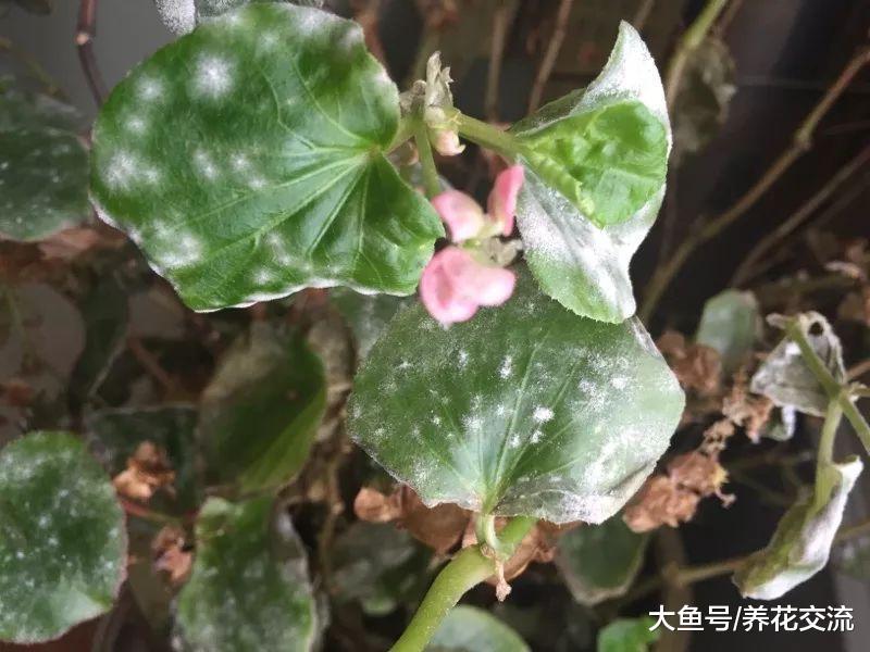 花叶上白色的粉末, 仔细看才发现是害虫