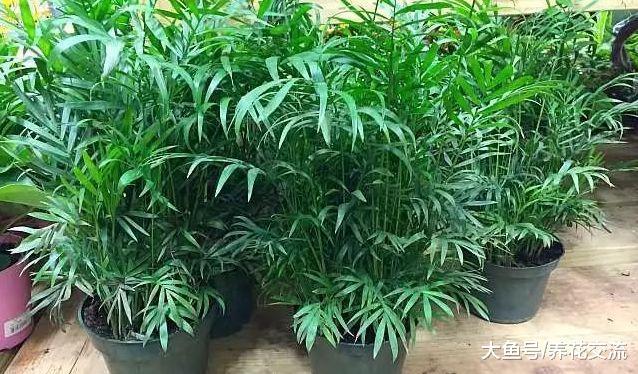 家里种上这几种棕榈盆栽绿植, 养成热带观叶植物的加湿器