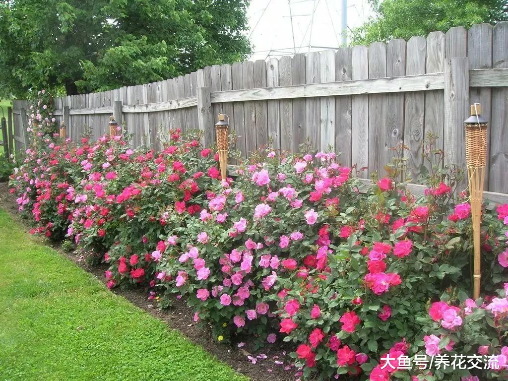 栽种月季注意这5个事项, 冬季之后就能月月开花了