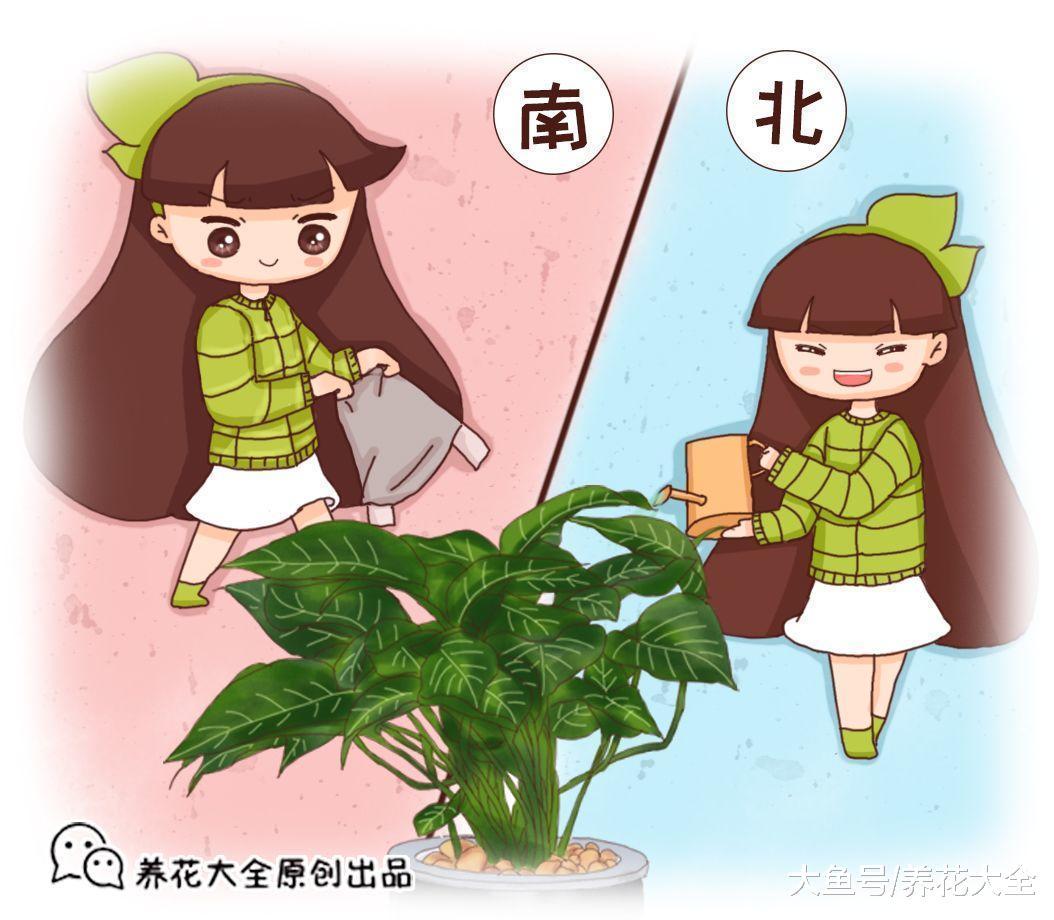 北浇淘米水, 南用草木灰, 用错了方法花死的更快!