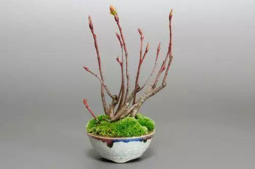 老司机告诉你, 新手该怎么玩转微型盆景!