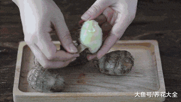 这么好看的盆景, 他花了3块钱种出来