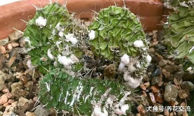 长得健壮的植物, 叶子的背面全是白色的虫子, 要怎么才能杀死它们呢