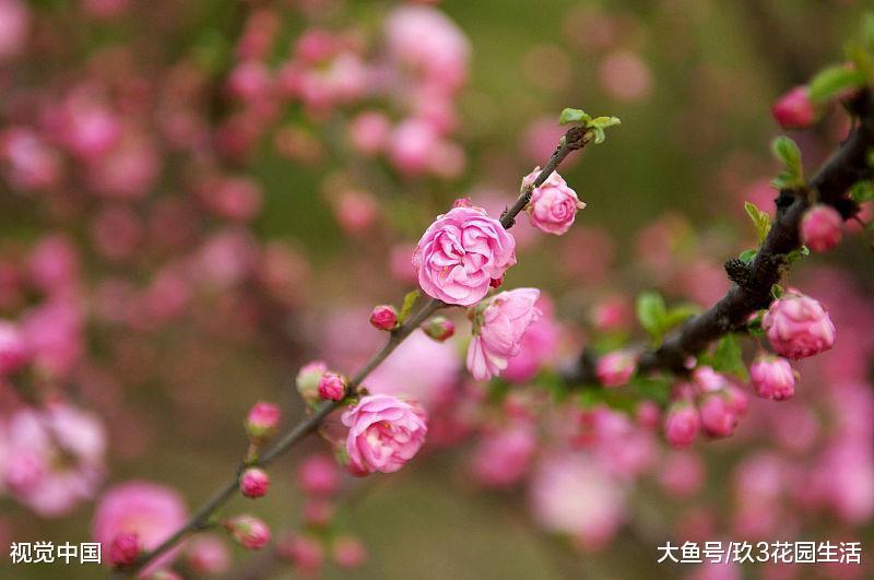 家居庭院观花植物——榆叶梅