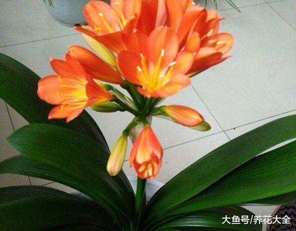 把君子兰关进小黑屋, 夹箭再也不见