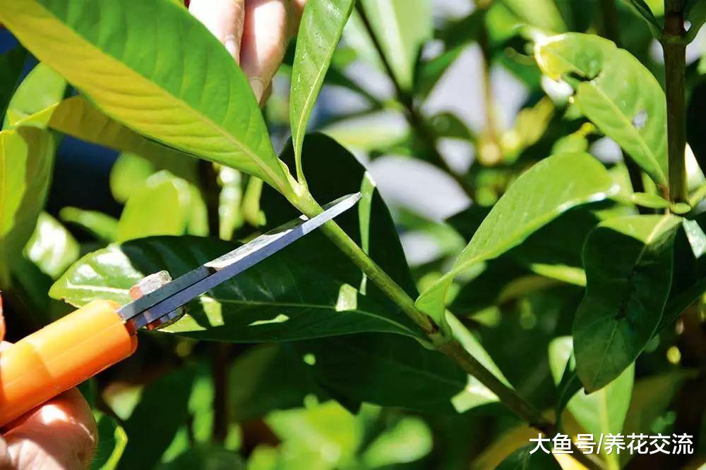 修剪植物剩下的枝条不要丢, 做好这4点, 直接插在土壤中就能活