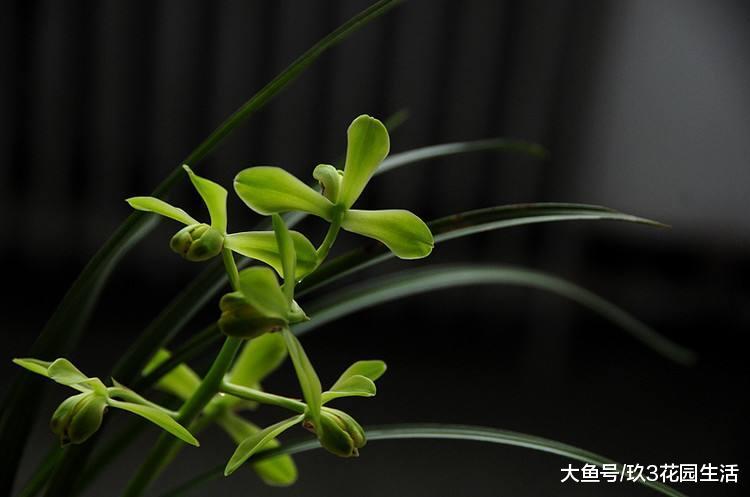 兰花分盆的时候需不需要剪根?