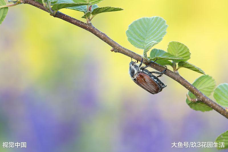 家庭养花中常见的植物虫害(二)