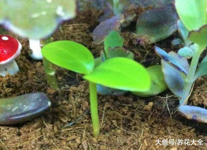 花盆里长杂草, 好心拔掉反被老花匠说了一顿, 原因是这样!