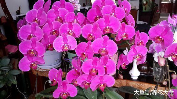 蝴蝶兰枝子都被花压弯了, 到底咋样的?