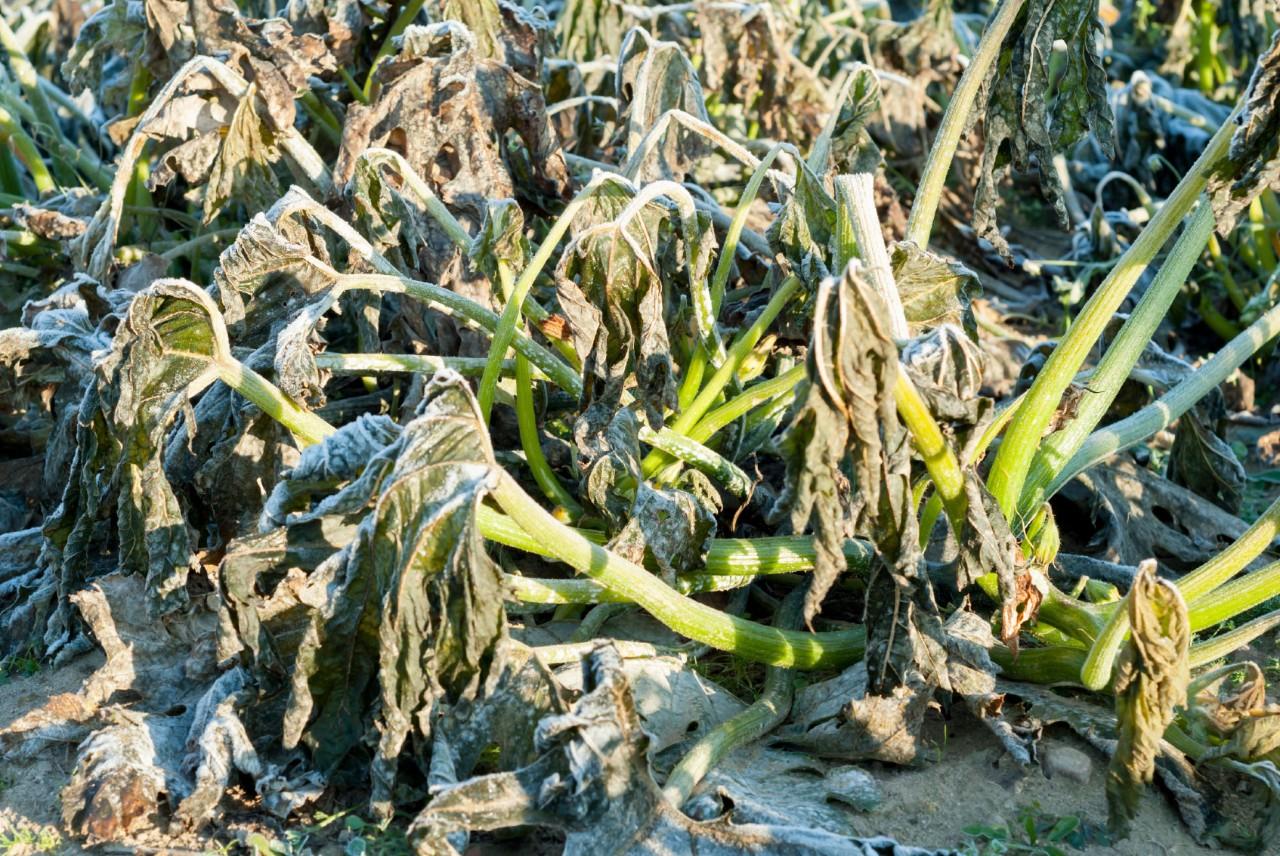 冬季哪些植物对霜冻最敏感? 怎么才能防止花卉被冻伤?