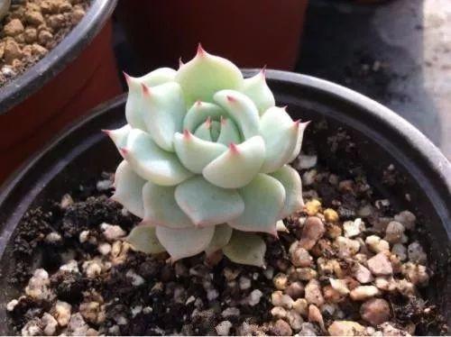 普通人这么养殖多肉, 很快就会变成大神啦~