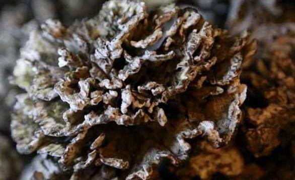 在农村这种菌别错过, 外形像木耳, 一斤可值千元, 你见过么?
