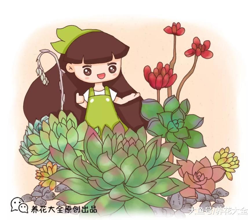 10种特别好养活的肉肉, 长得很快, 蹭蹭爆盆, 还萌萌哒
