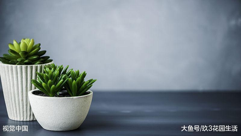 办公室的植物养不好常见的四种原因