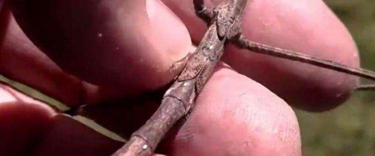 男子发现门锁边有一根“树枝”, 用手碰了一下动了