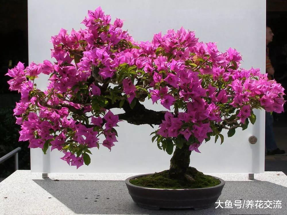 在家里养盆栽的三角梅做好这六点, 冬天也能继续开花, 四季花开