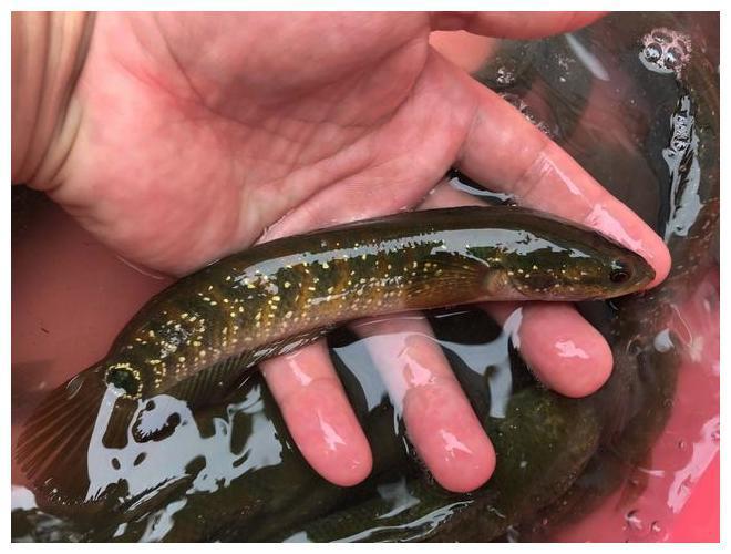 回农村小溪里钓的这种鱼, 城里一斤卖上百元, 看看你认识吗