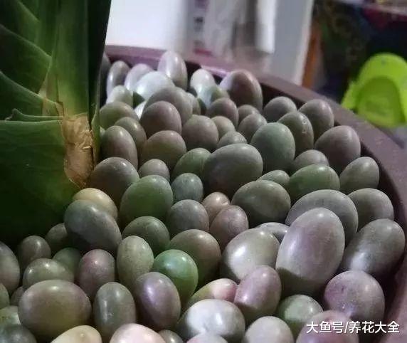 养花大神用多肉铺盆面, 盆面装的比花都好看