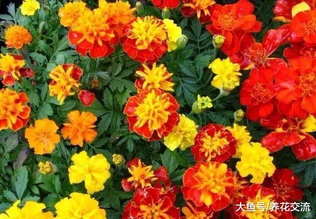 冬春时节能够保持一直开花的植物, 养室内和庭院, 没想到这么多