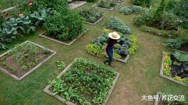 想要在院子里种菜, 做好这11点就能四季吃到有机蔬菜
