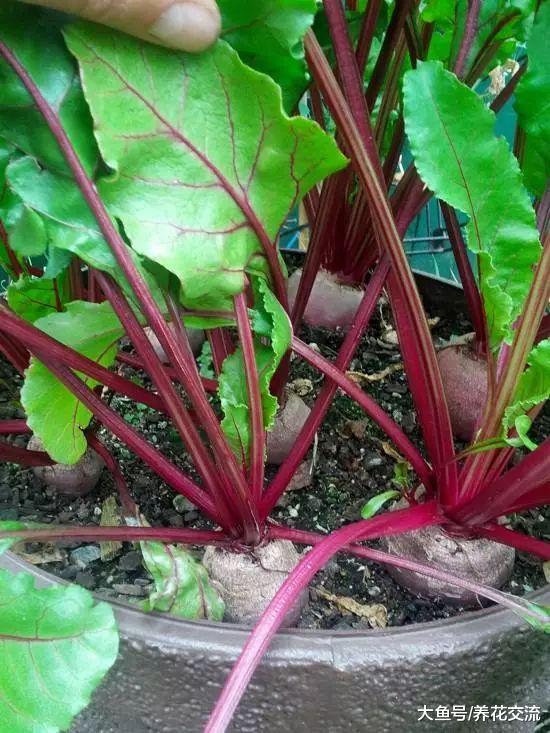 养在花盆里特别好看的5种块根蔬菜, 比吊兰、富贵竹好看多了
