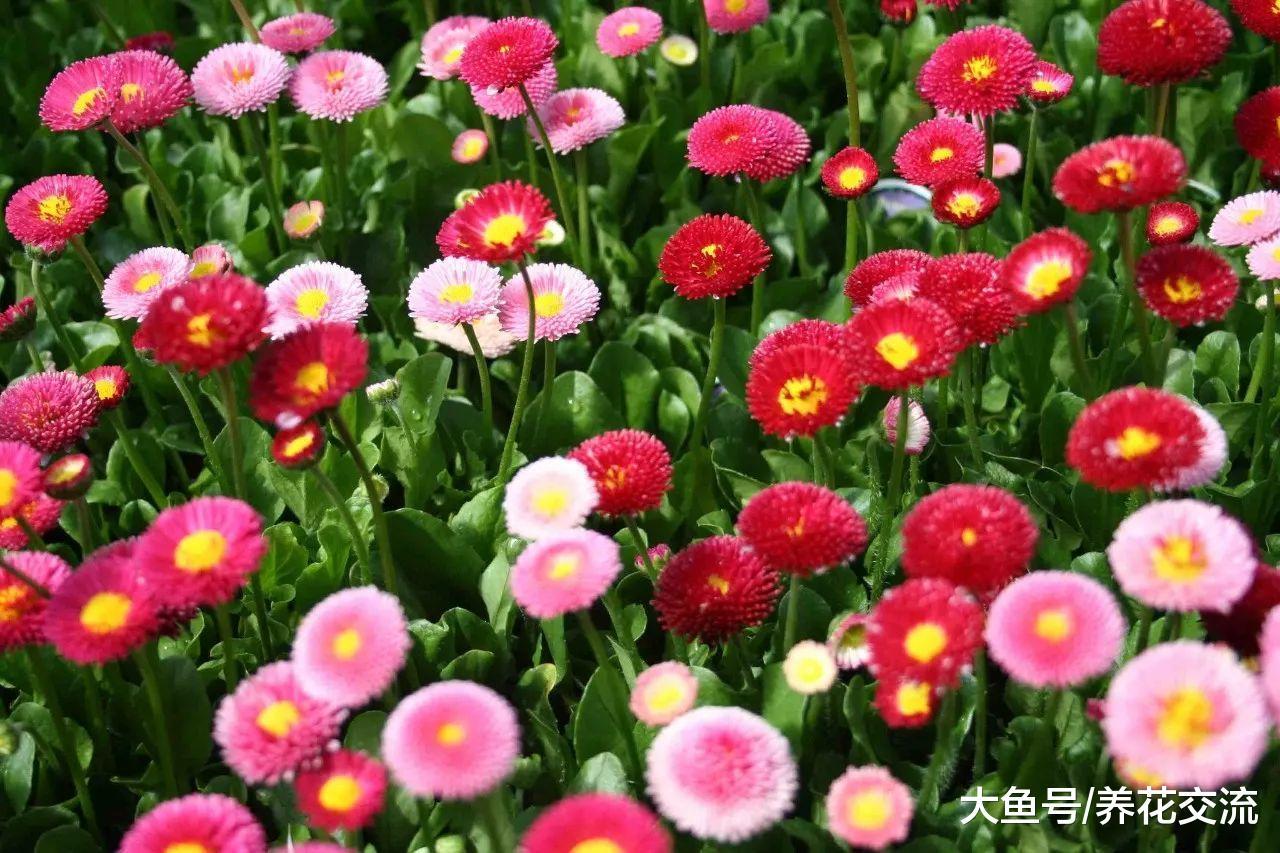 想要种低矮的观赏花卉, 这四种花错过就要后悔几年了