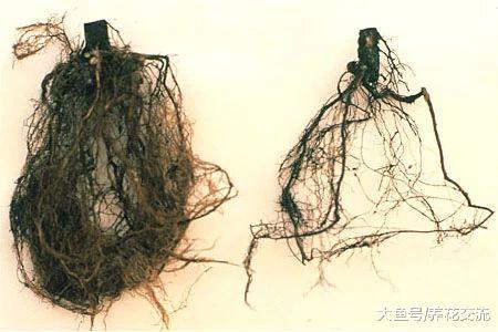 新买的裸根月季花, 用这种方法种土里, 两周就能生根发芽