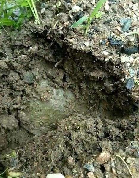 农村小伙河滩上发现一个洞, 挖出这么大点的野货, 吃了可惜了!