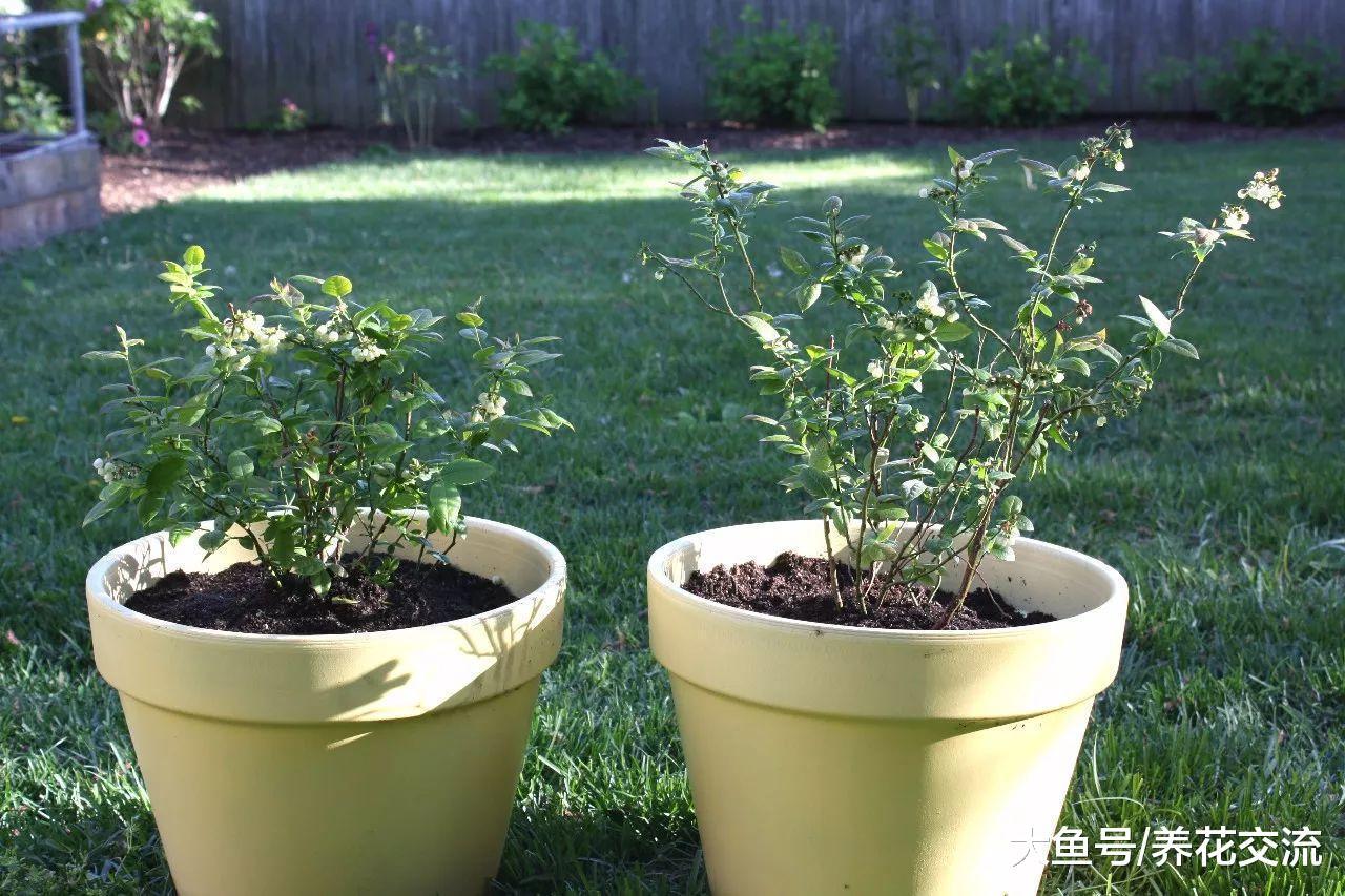 在家里用花盆养蓝莓用这6种技巧, 年年都有吃不完的果子