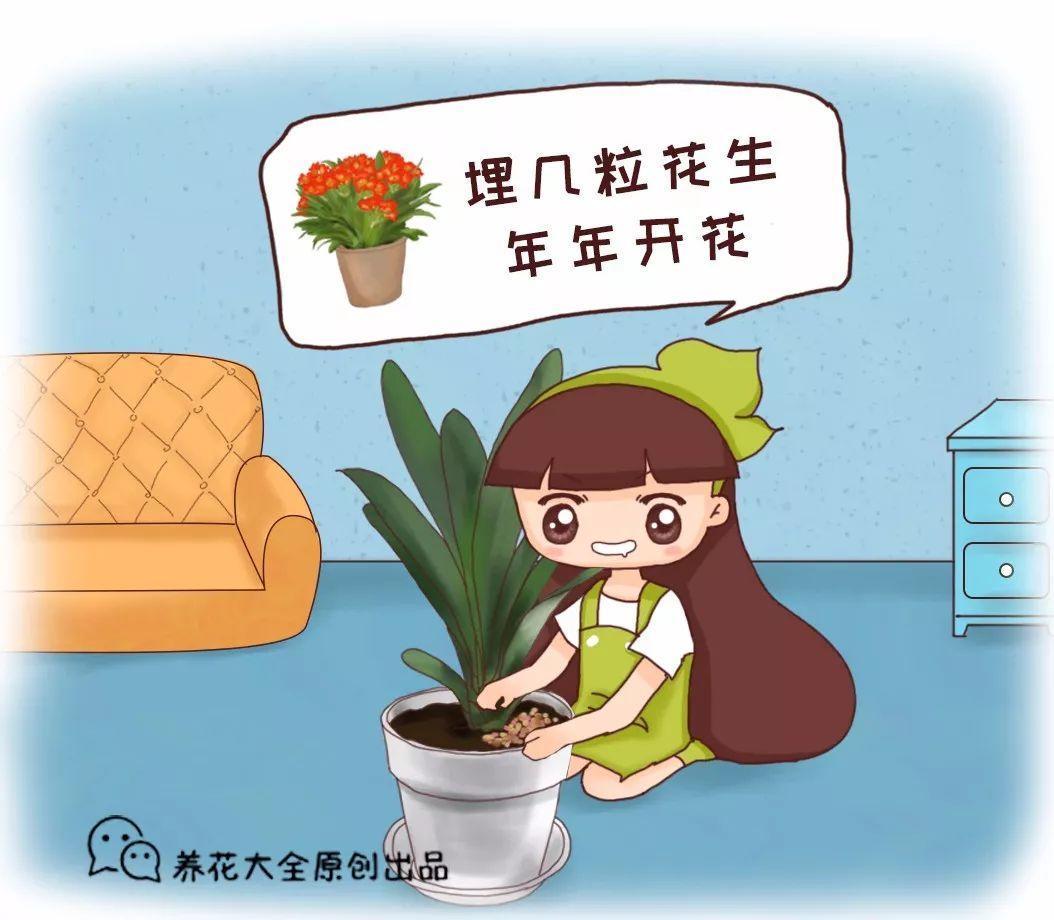 养一盆花生盆栽, 绿绿的很可爱