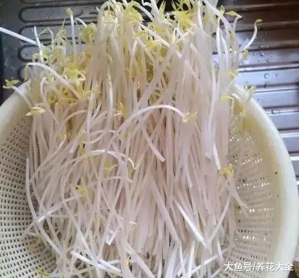 豆芽不用买, 1个可乐瓶就能做出来, 绿色又美味