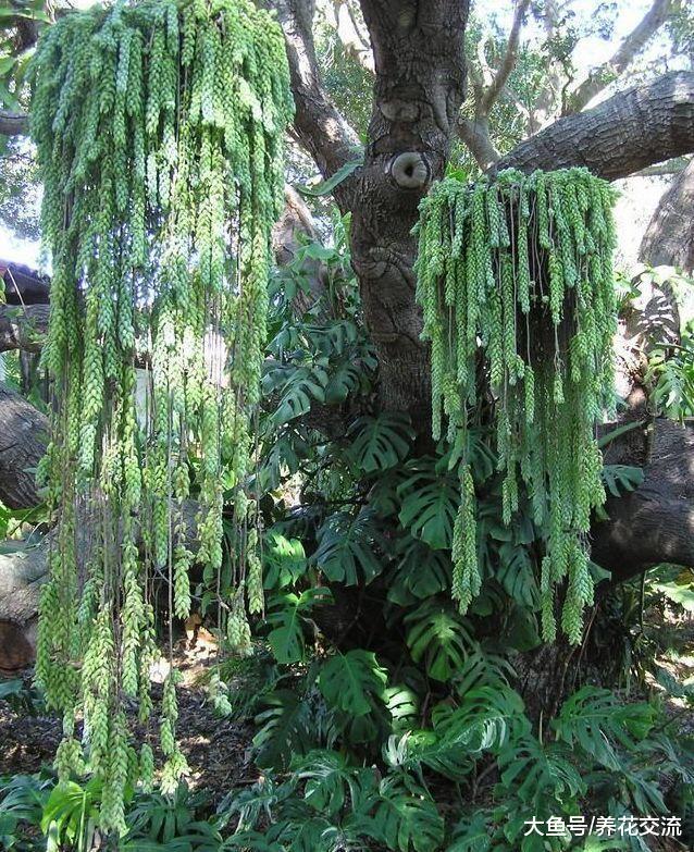 用吊盆养在窗台上长成瀑布的翡翠景天, 一串串玉缀却是不能碰的