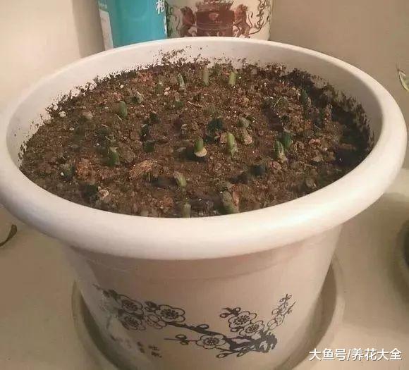 绿萝蟹爪兰, 从快死到疯长, 一刀剪秃就搞定!