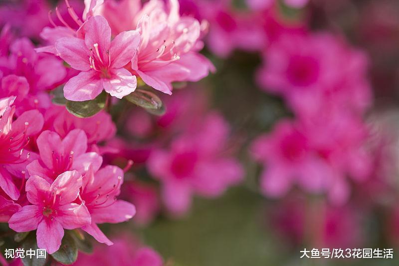 家庭养花中植物叶子发黄有哪些原因 (二)