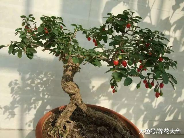 自己在家种一盆枸杞, 几个月就收获一盆红果