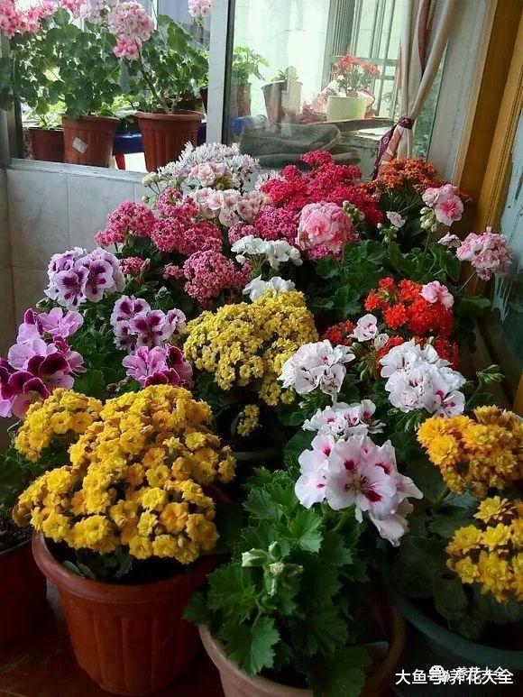 花浇水掌握不好? 一根筷子全解决!