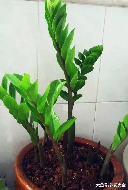 花快死了也别扔, 教你一招, 2个月后又爆盆!