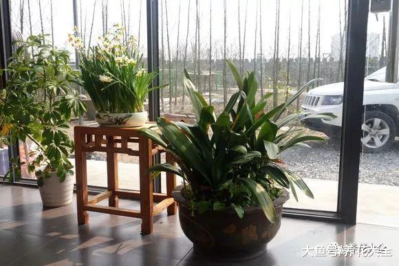 花浇水掌握不好? 一根筷子全解决!