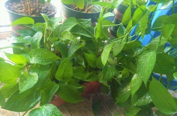 啤酒里加两片药再浇花, 保管花猛蹿疯长, 一星期就蹿上房顶!