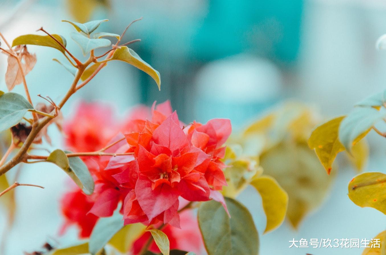 观叶类的植物在冬季如何养护?