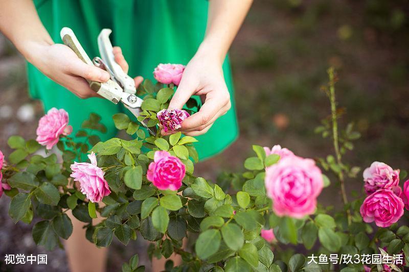 对植物进行修剪, 我们都在剪什么鬼?