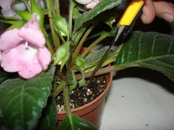 这几种花太好养, 叶子掉盆里, 没几天又能窜出一大盆!