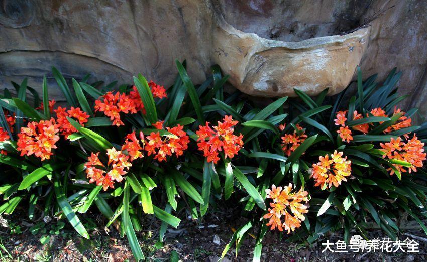 这花农村一大片, 城里人当成稀罕物