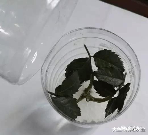 扦插用个塑料瓶就够了, 生根快, 成活率高!