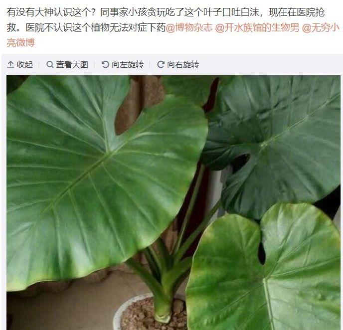 这7种有毒花很危险, 家有老人小孩的要注意