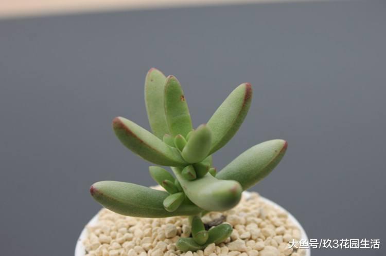 家居养花之多肉植物——小天狗