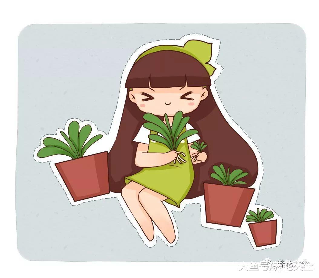 绿萝君子兰, 山东大妈这么养, 年年长爆盆!